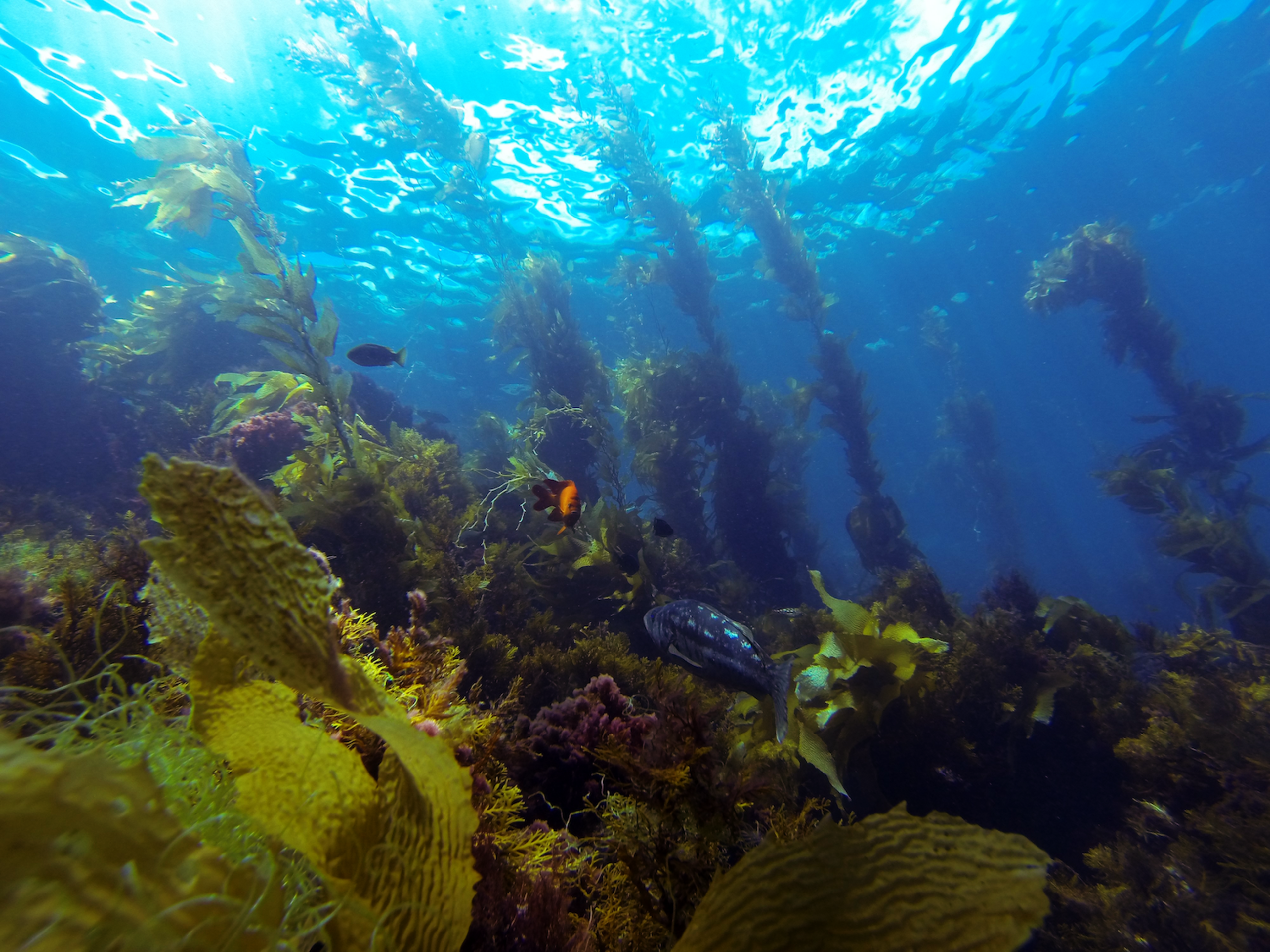 Kelp forest and fish