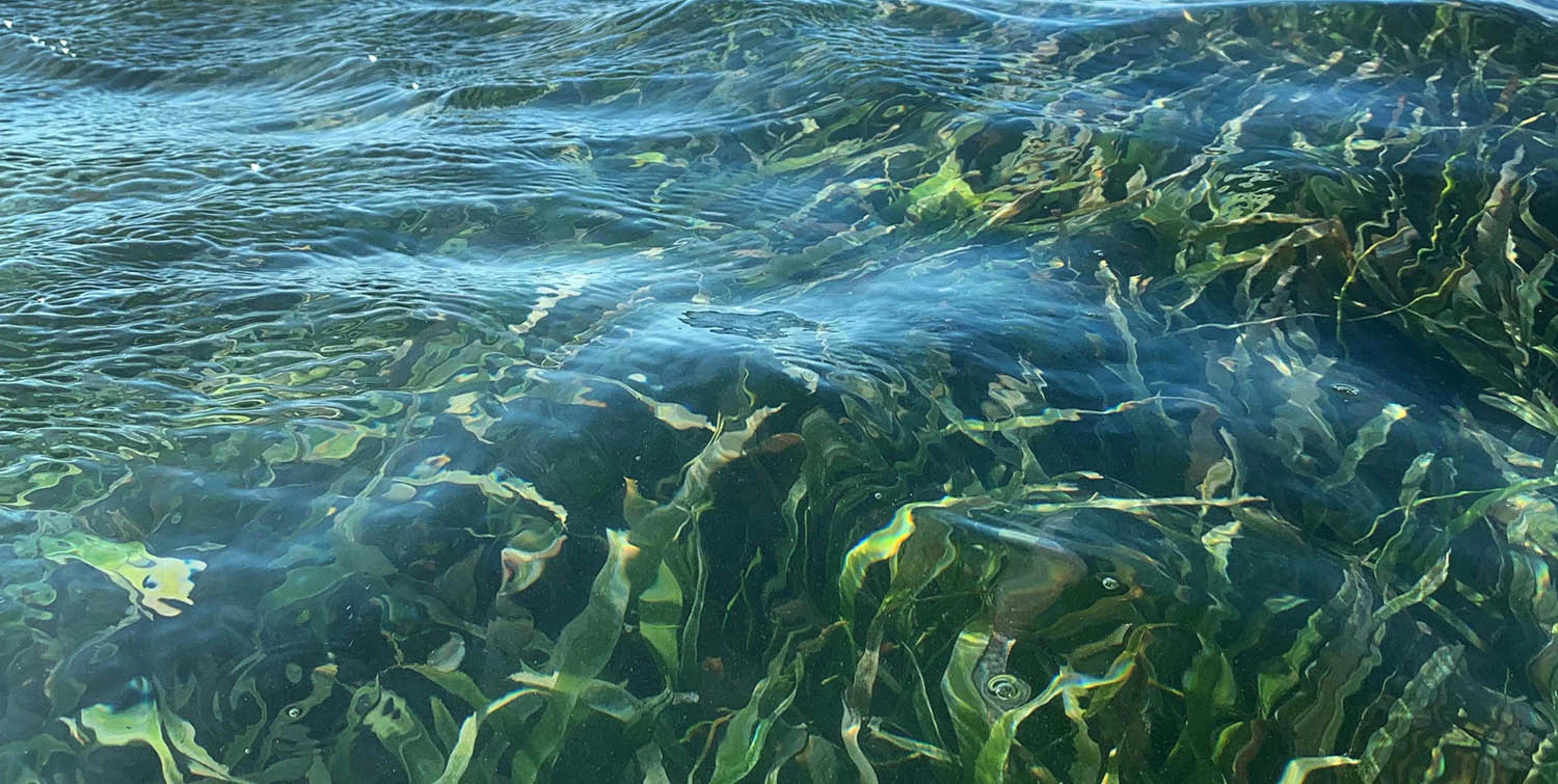 Seagrass and mangrove restoration Puerto Rico