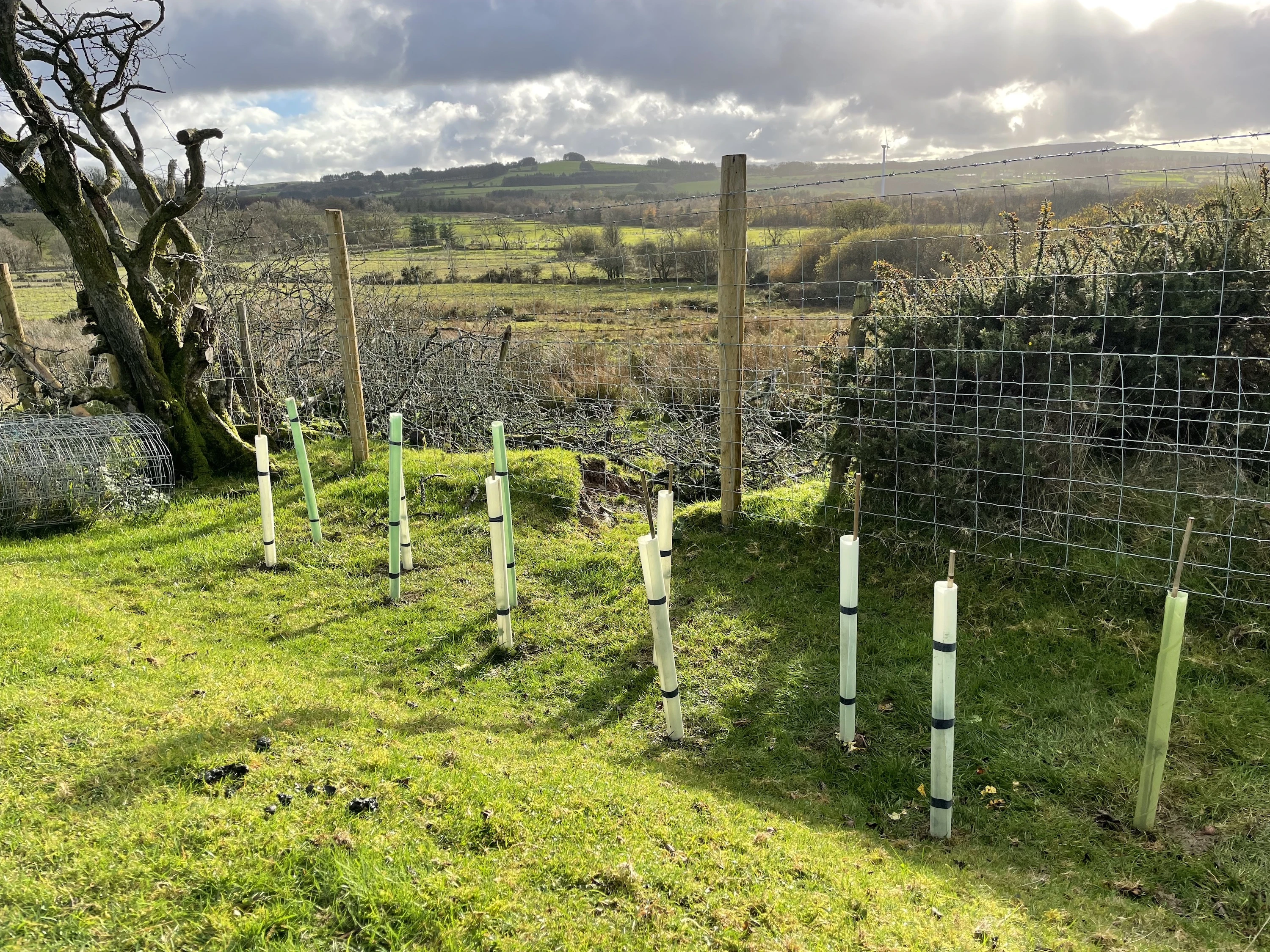 Image of hedgerow planting in progress.