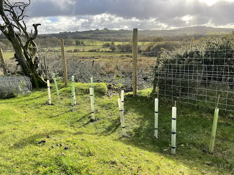 Woodland and hedgerow creation, England and Wales | Pinwheel