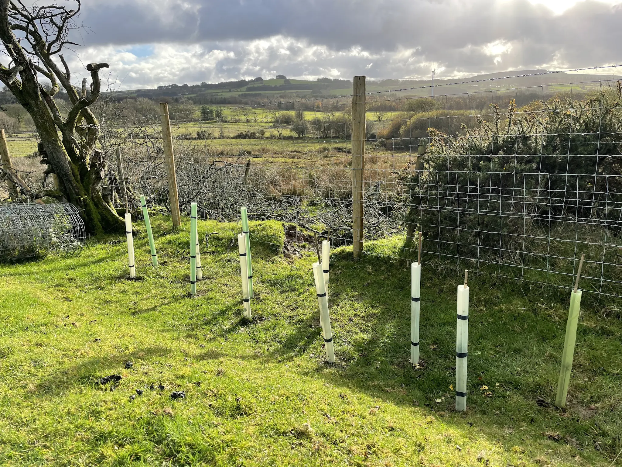 Woodland and hedgerow creation, England and Wales | Pinwheel
