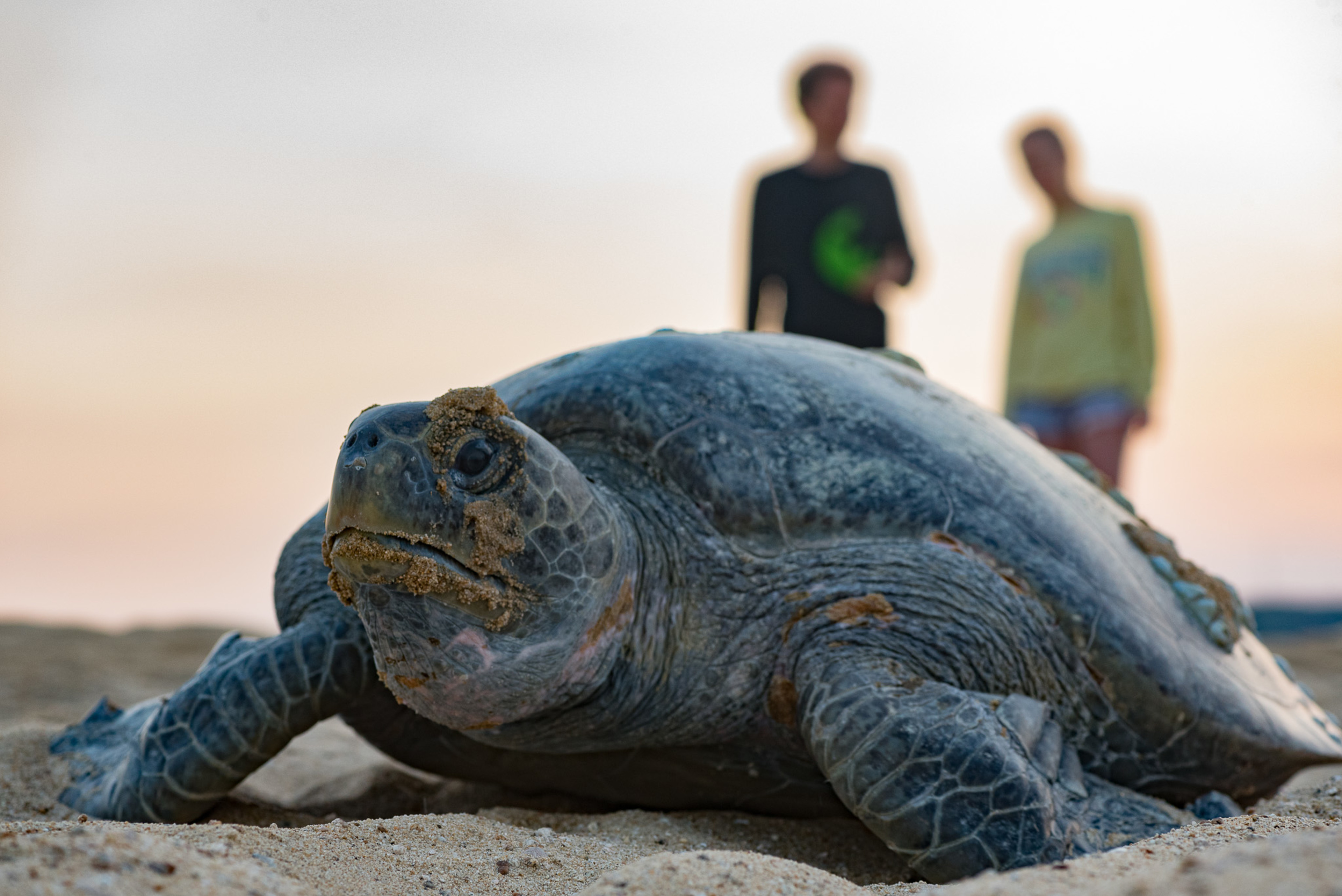Broader benefits from turtle hatchling protection 2