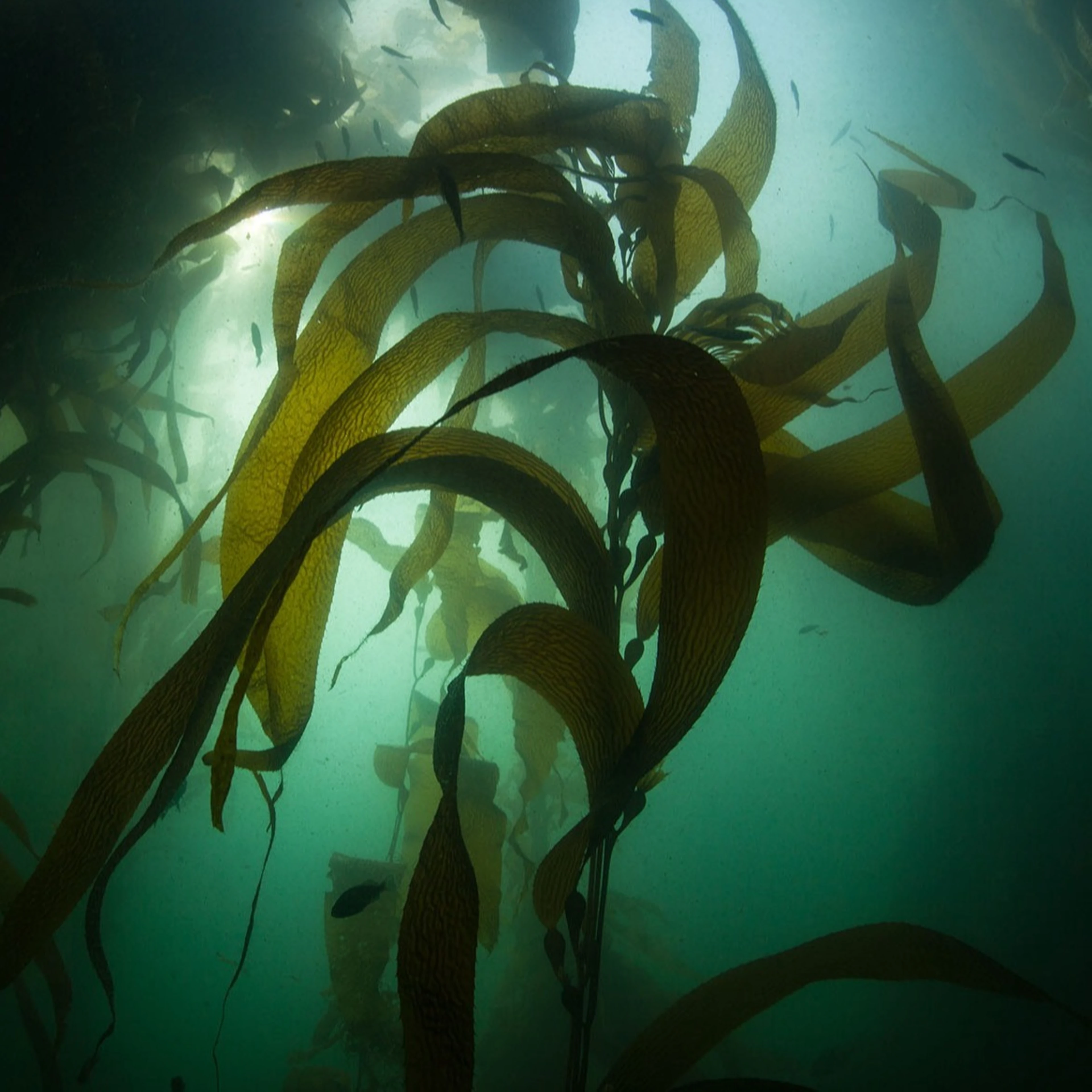 Platform Earth Frieze