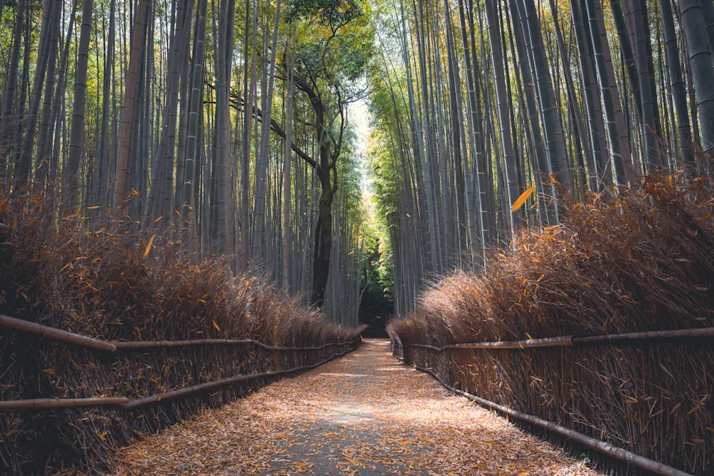 嵐山竹林の小径