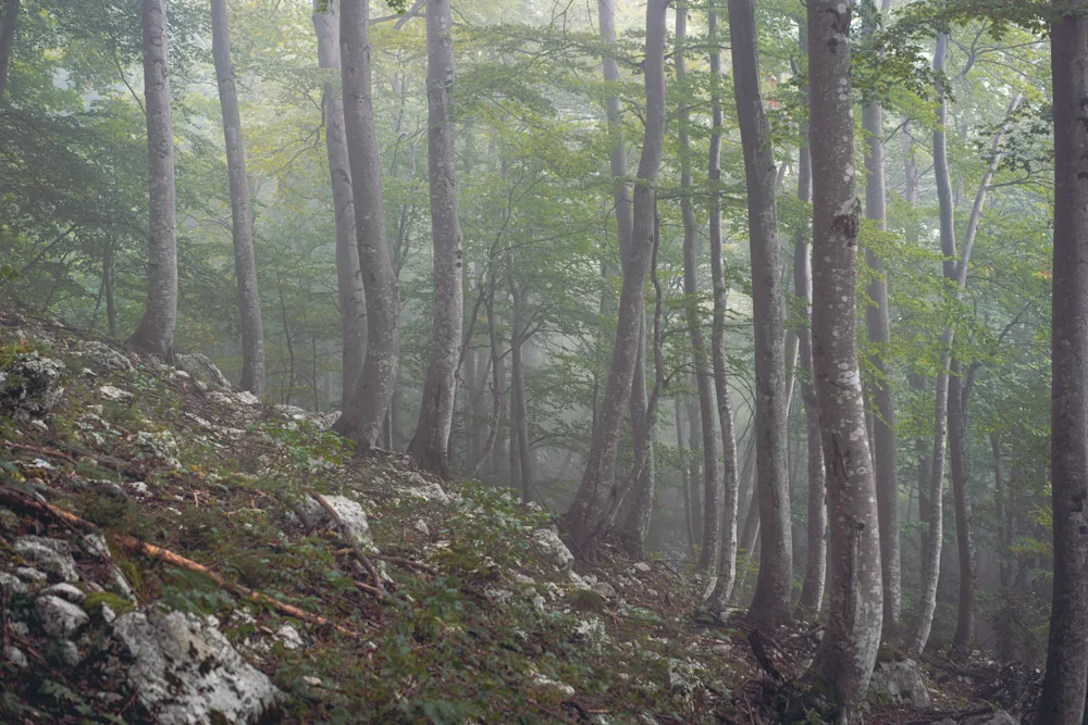 Bohinjska Dolina