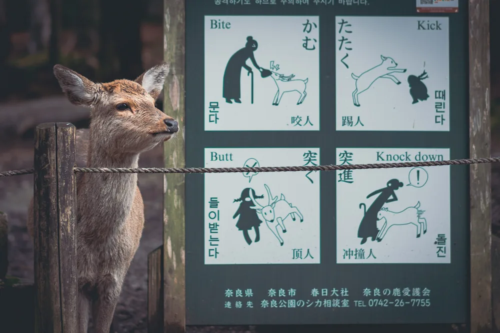奈良公園