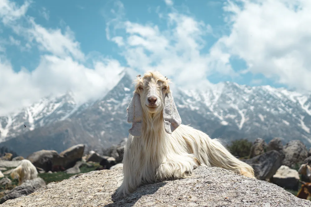 Triund