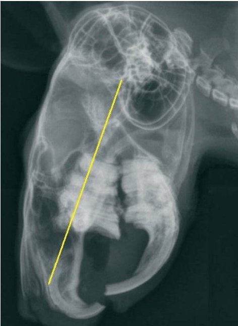 Figure 9. Radiograph of a chinchilla skull with graphic overlay, showing the above limit for maxillary teeth apices. - Photo by Kathleen Hermans