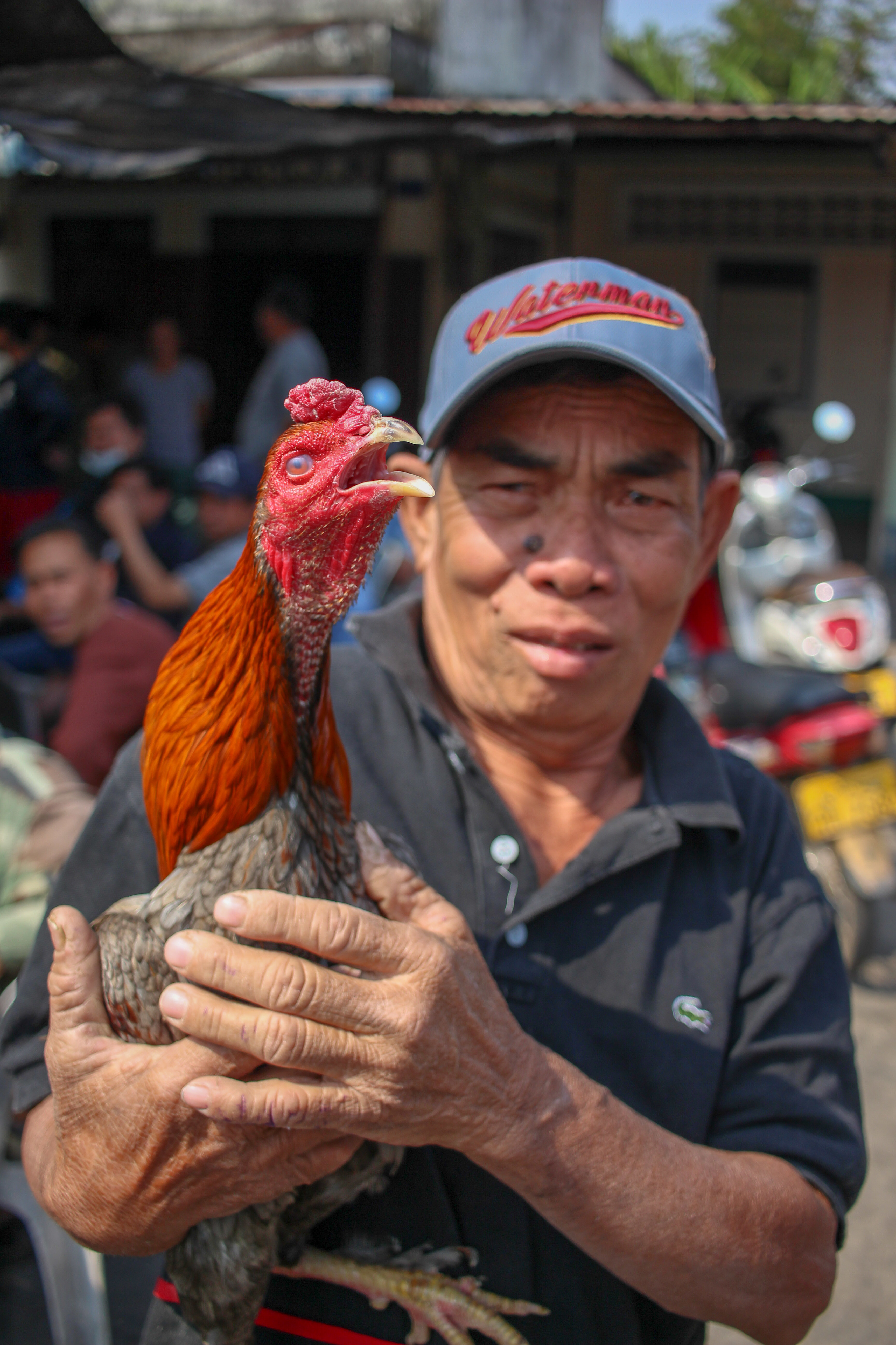 Proud Cock