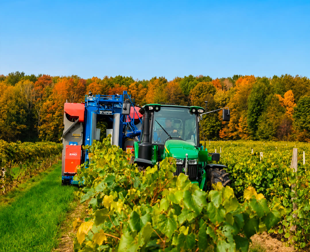 Vignoble Le Di-Vin: Une dégustation de vins avec plusieurs échantillons servis dans de petits verres.
