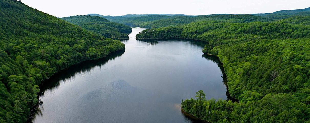 rivière entourée d'une foret verte