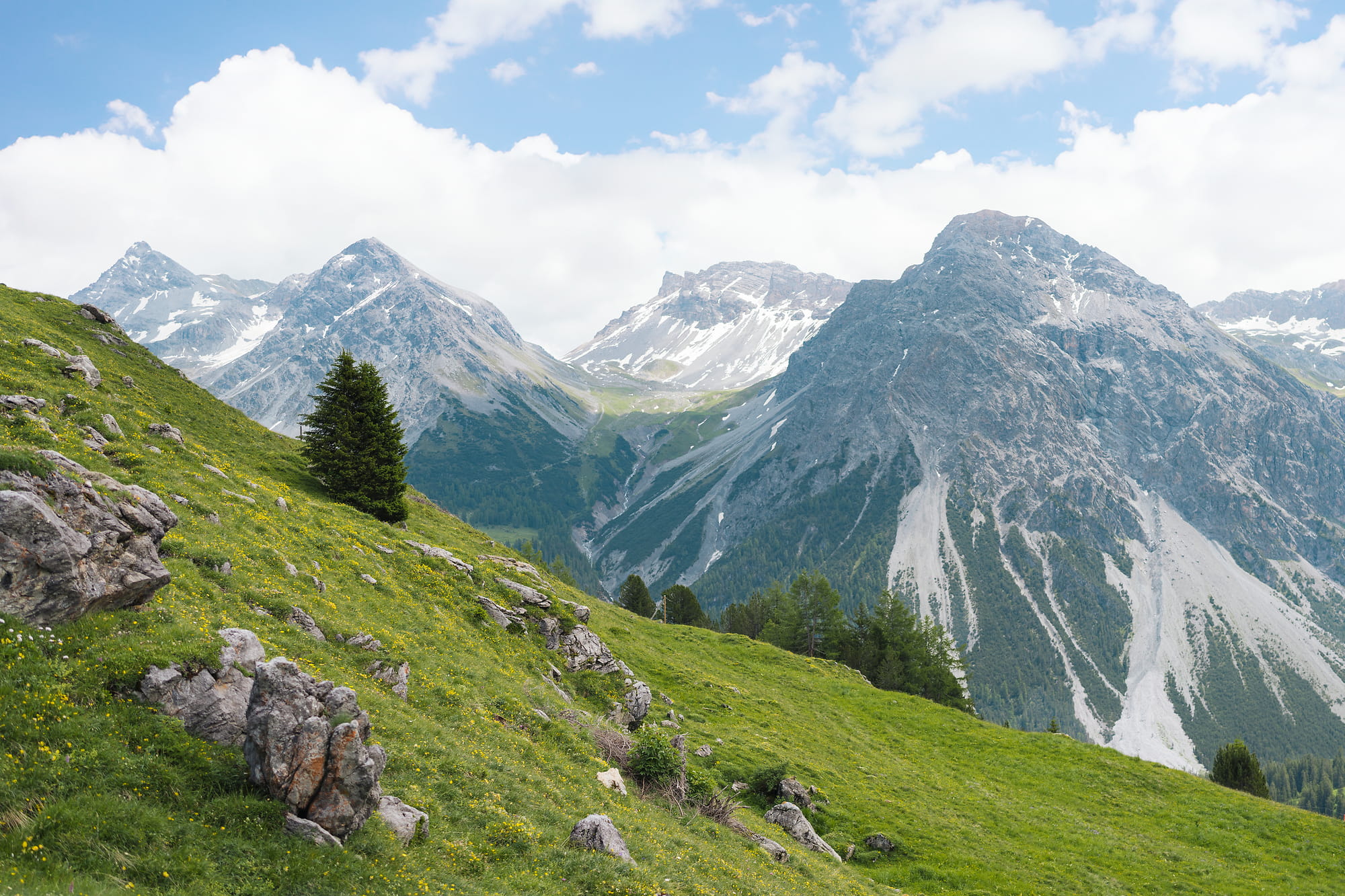 Arosa Wildlife: Begegnungen mit Murmeltieren und Bären in freier Natur