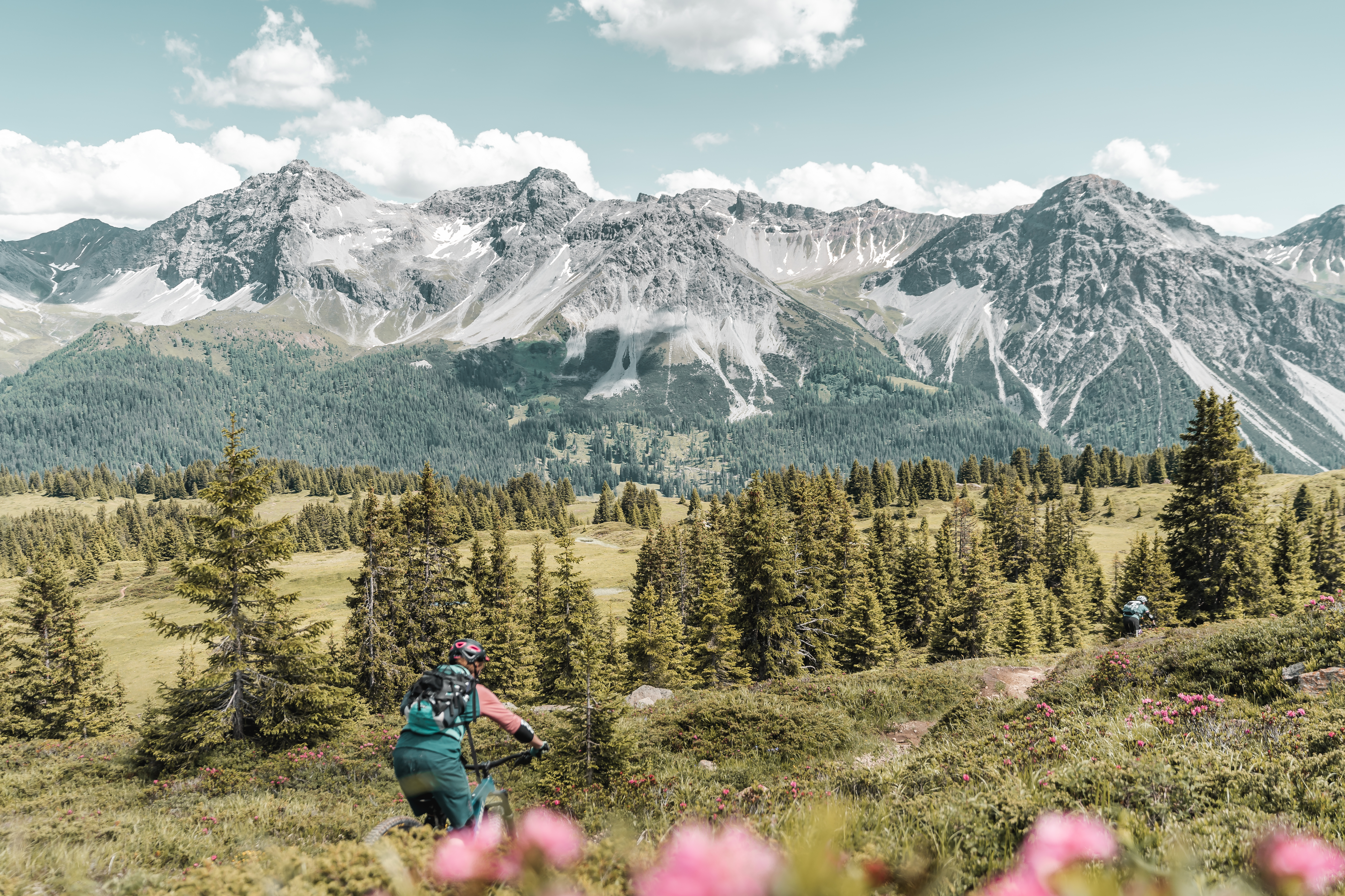 Wanderin mit Rucksack auf Bergwiese mit rosa Blumen, Nadelwald und schneebedeckten Alpengipfeln im Hintergrund.