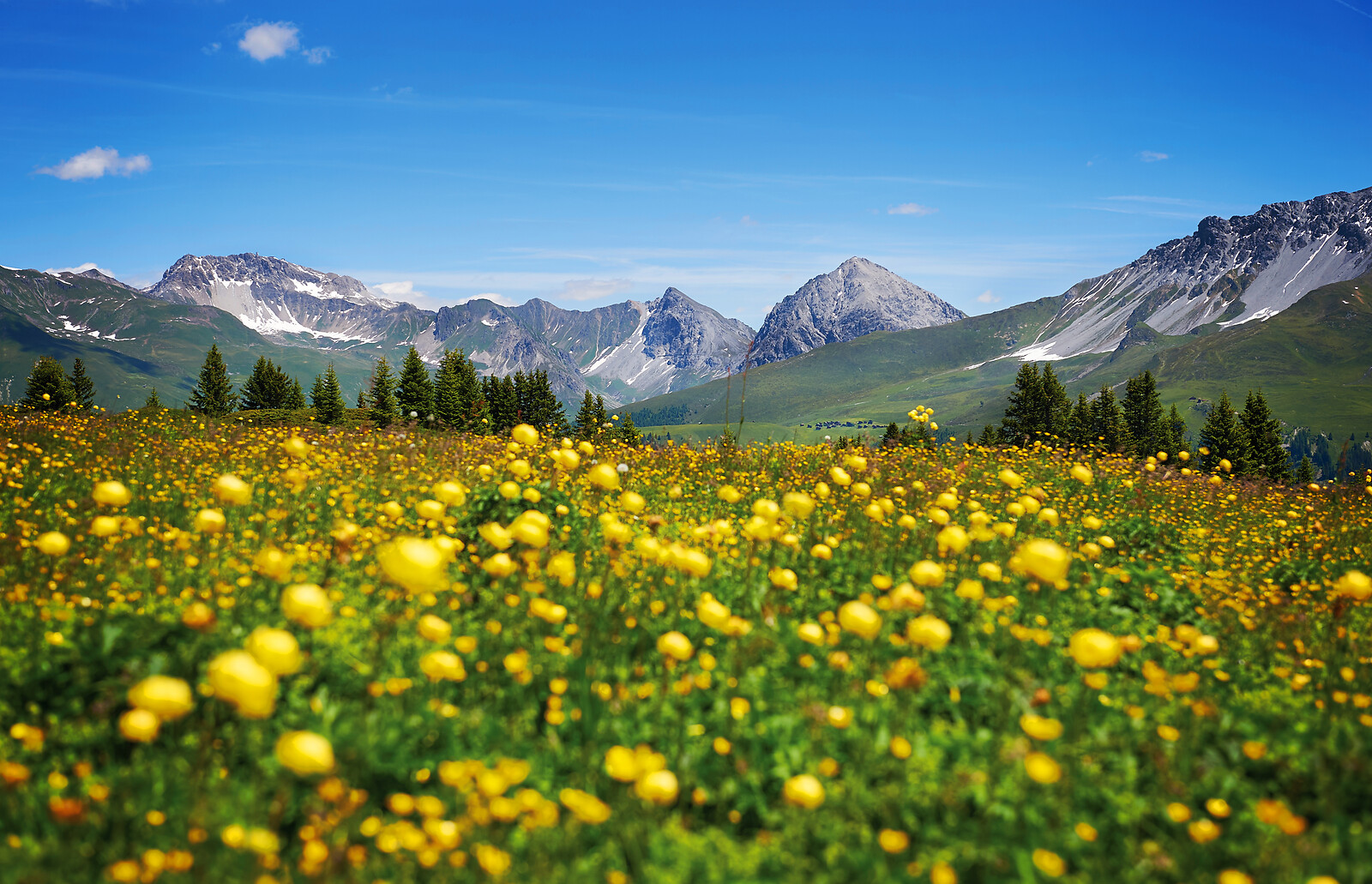Prätschalp Frühlingsblumen 20150626-05