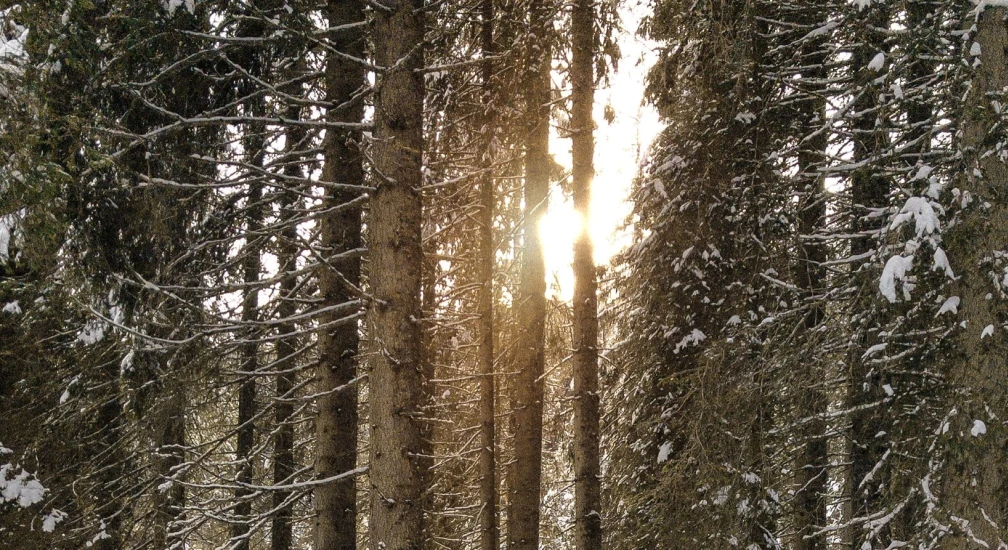 Carlton Hotel Moving Mountains PLAY Forest Bathing