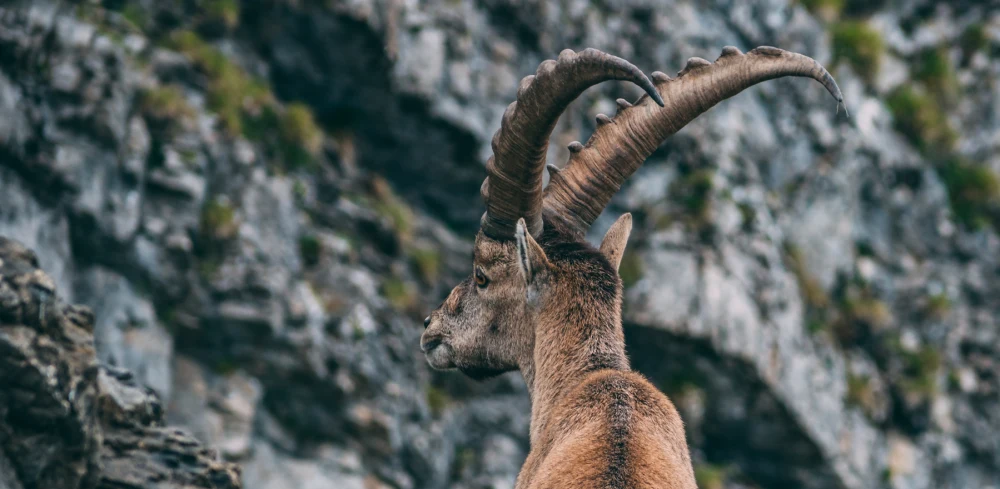 On the trail of the ibex and chamois