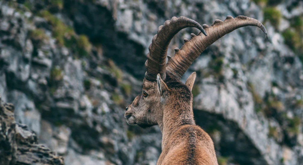On the trail of the ibex and chamois