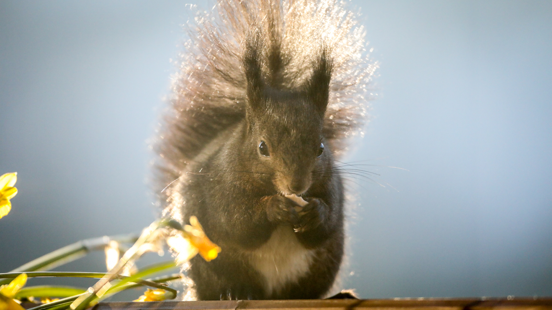 Dark brown squirrel with bushy tail backlit by sunlight, holding paws near mouth, with yellow flowers nearby.