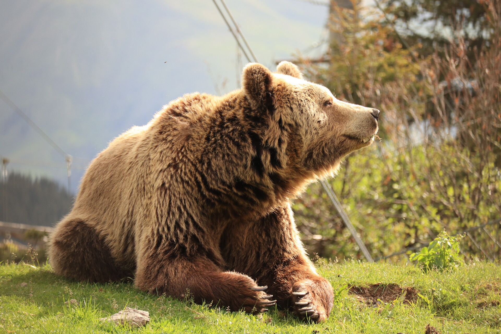 Brown bear resting on green grass, looking to the right with trees and water in the background.