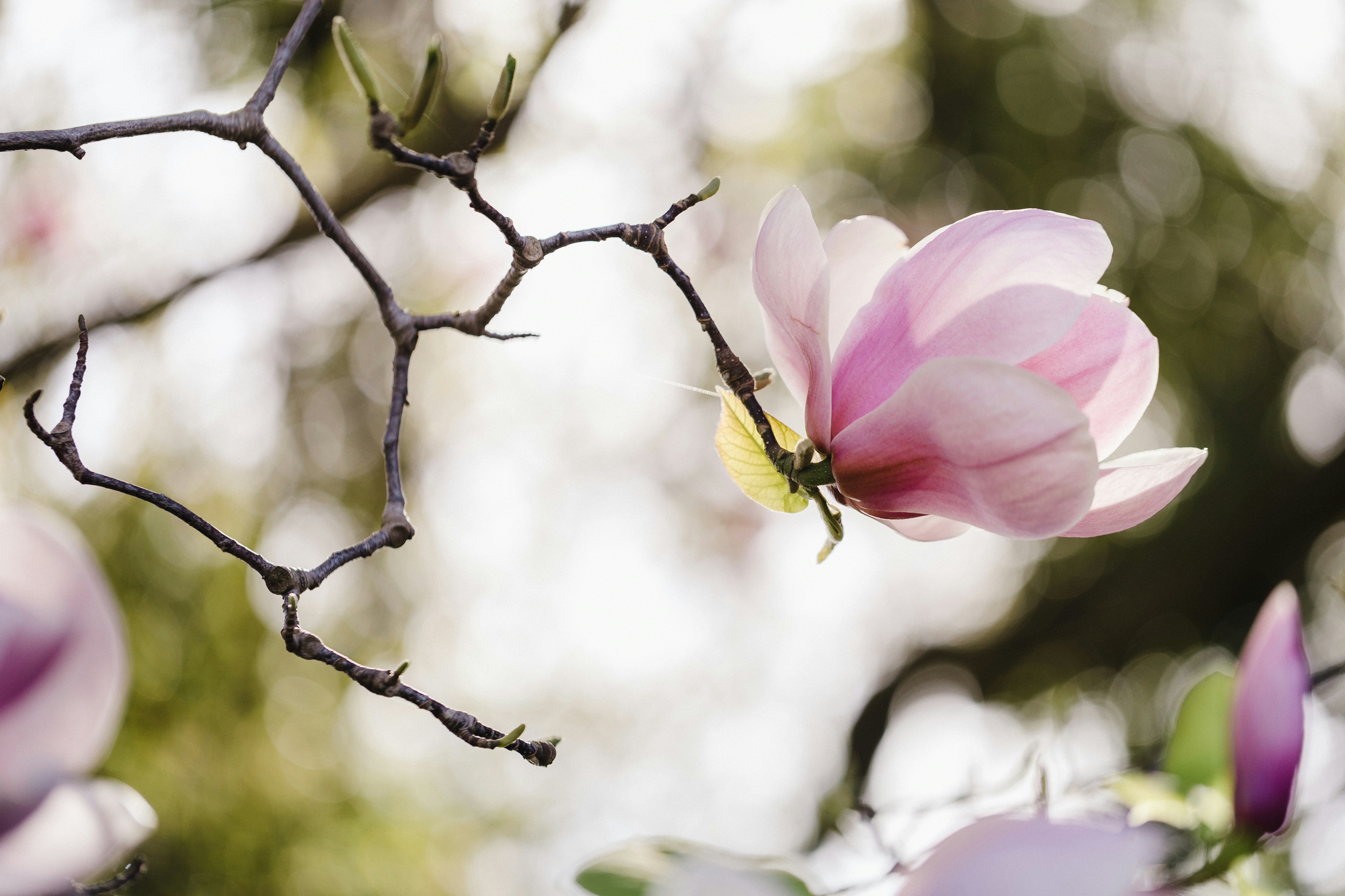 A single light pink flower on a tree