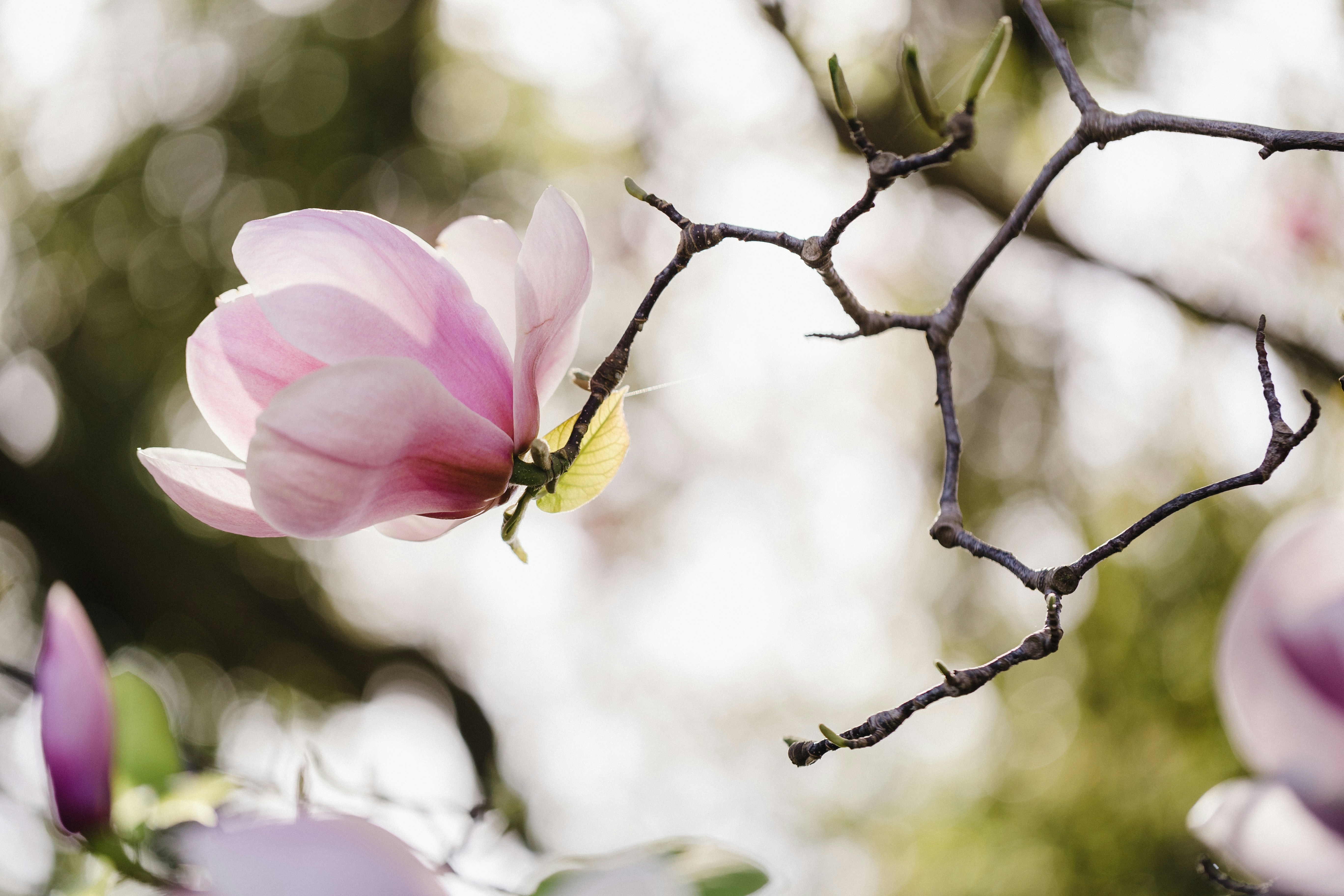 A single light pink flower on a tree