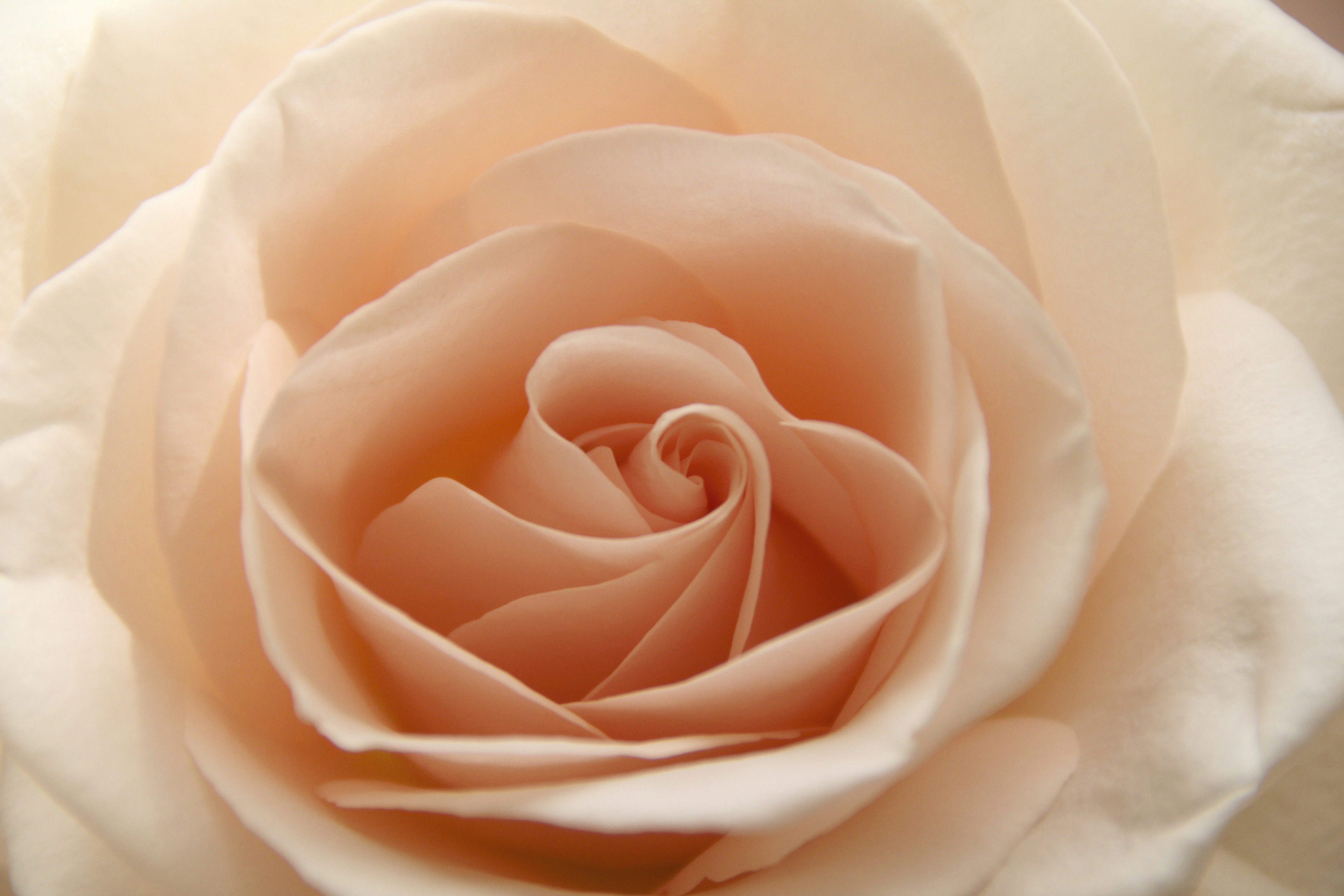 Detailaufnahme einer pfirsichfarbenen Rose mit sanft geschichteten Blütenblättern und einem spiralförmigen Zentrum in warmen Creme- und Aprikot-Nuancen.