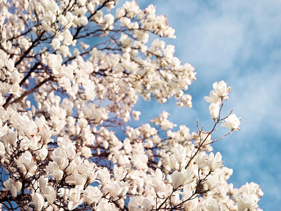 HER Mood Magnolien 2