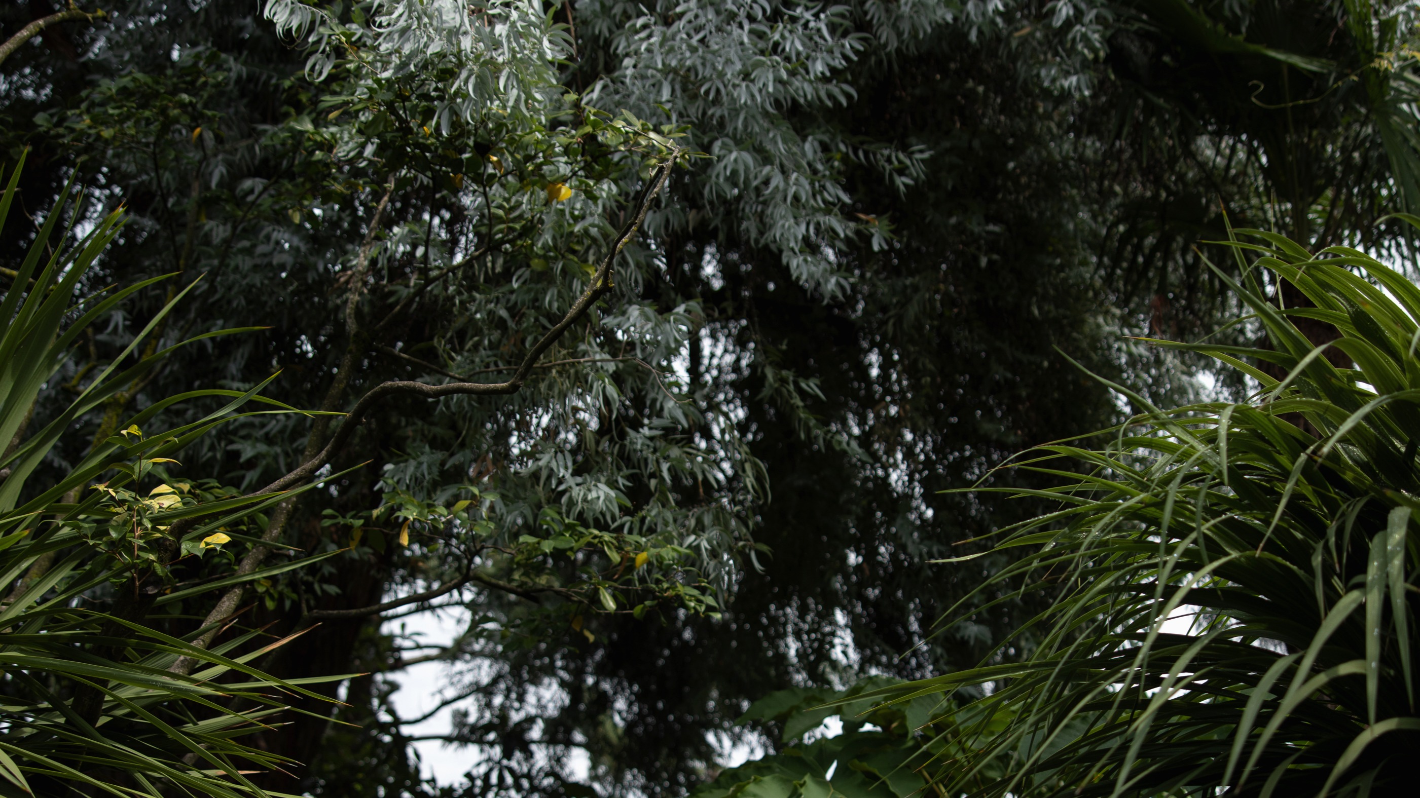 Marco Campanella is «Chef of the Year 2025» ​