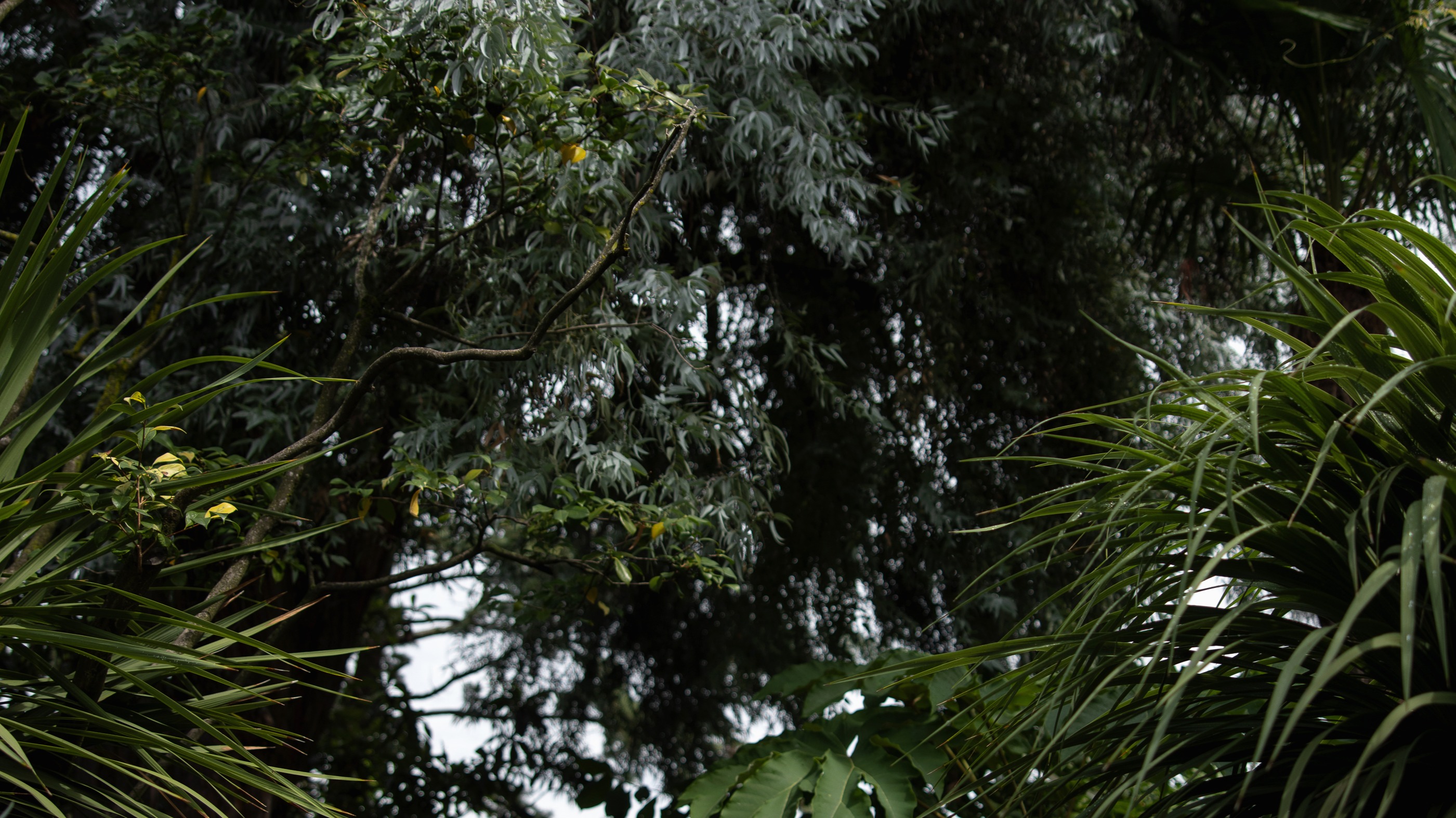 Marco Campanella ist «Koch des Jahres 2025» 