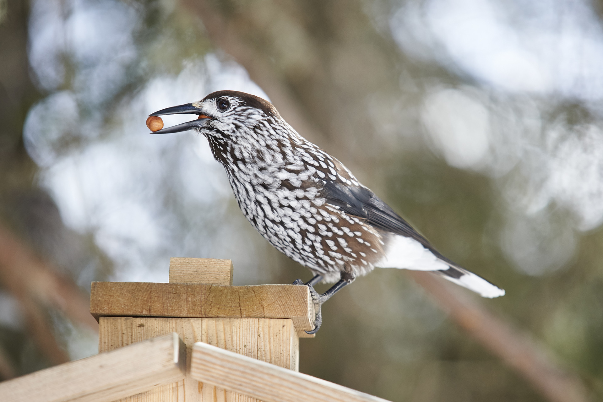 Gefleckter Vogel mit braunem Kopf hält eine Nuss im Schnabel, sitzt auf einem Holzpfosten vor unscharfem Hintergrund.