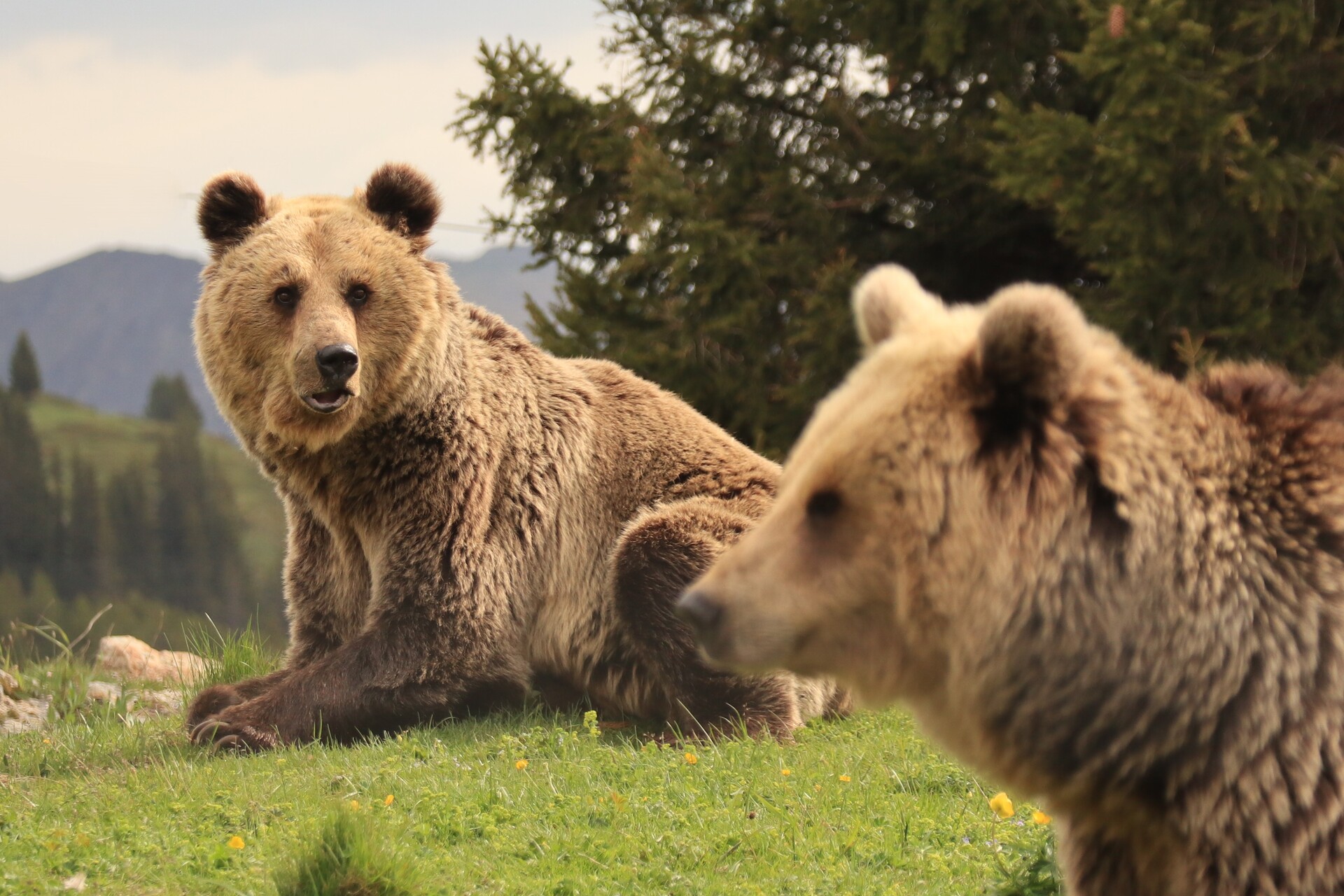Two brown bears resting on grass with evergreen trees and mountains in the background.