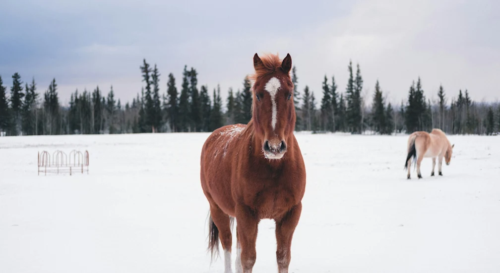 horse-4720178 1280