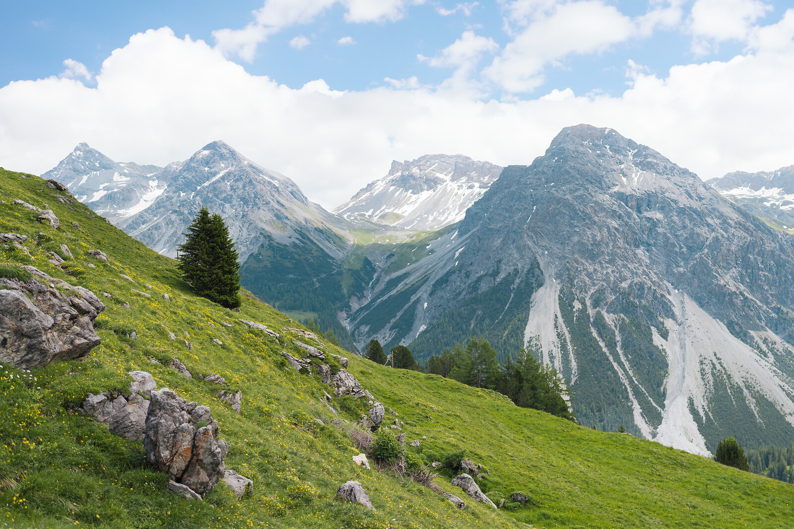 Grüne Almwiese mit Tannenbaum vor schneebedeckten Alpengipfeln unter blauem Himmel mit weissen Wolken.