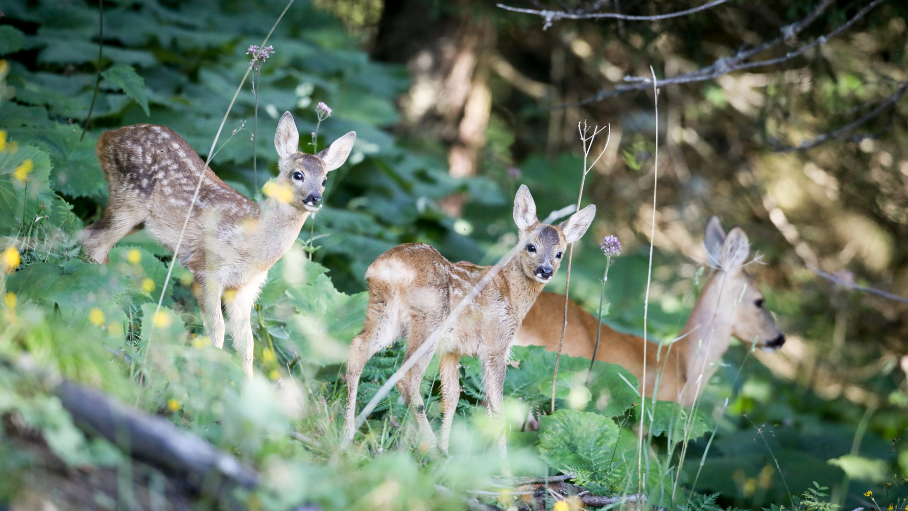 Drei junge Rehkitze mit weissen Flecken stehen zwischen grünen Pflanzen und Wildblumen in natürlicher Umgebung.
