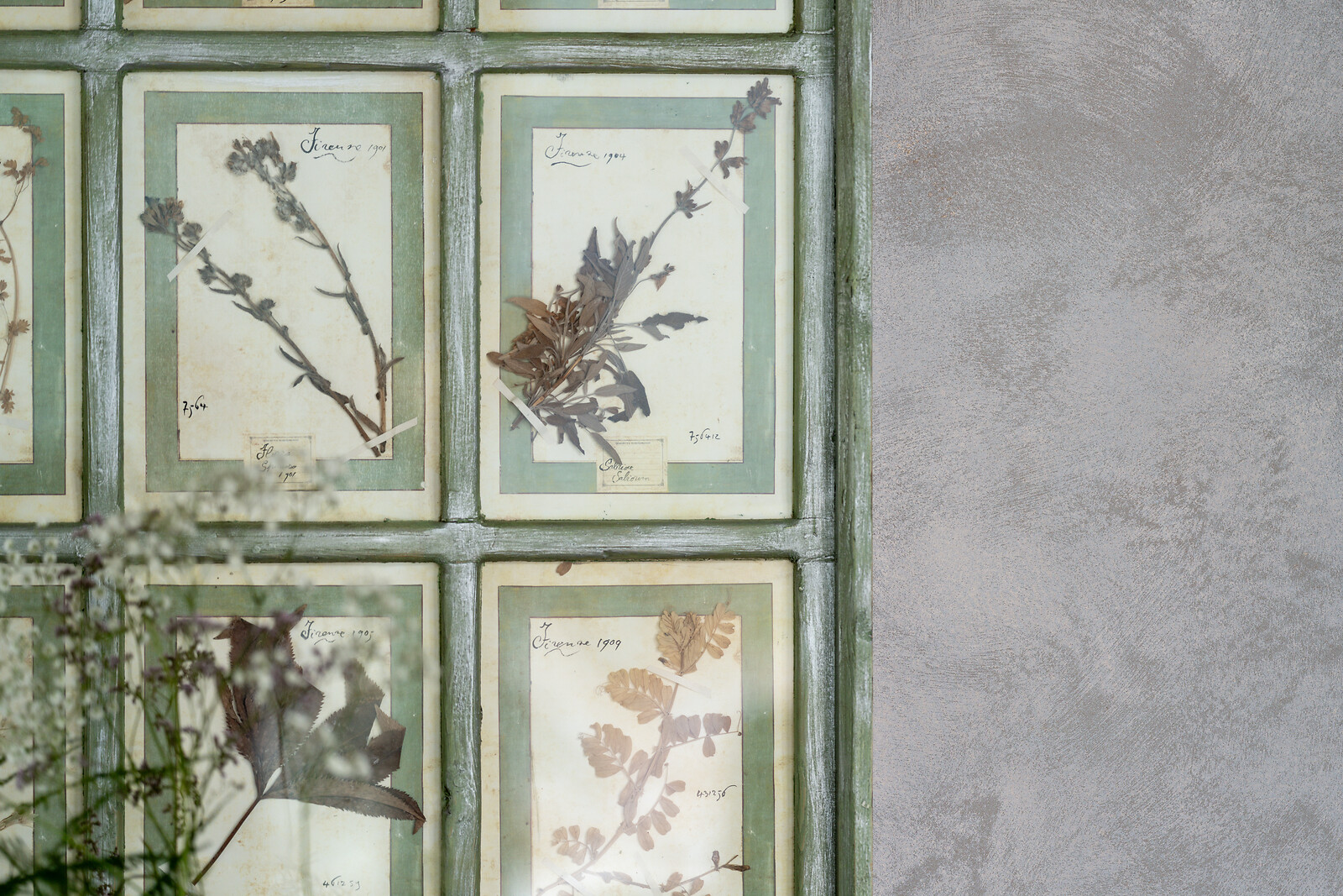 Close-up of a decorative wall design featuring framed botanical illustrations with pressed plants.