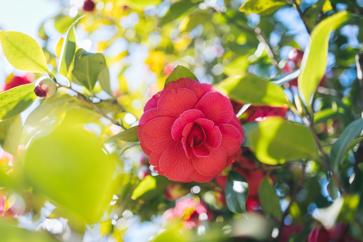 Parco delle Camelie - Locarno - 7 (© Ascona-Locarno Tourism - foto Alessio Pizzicannella)