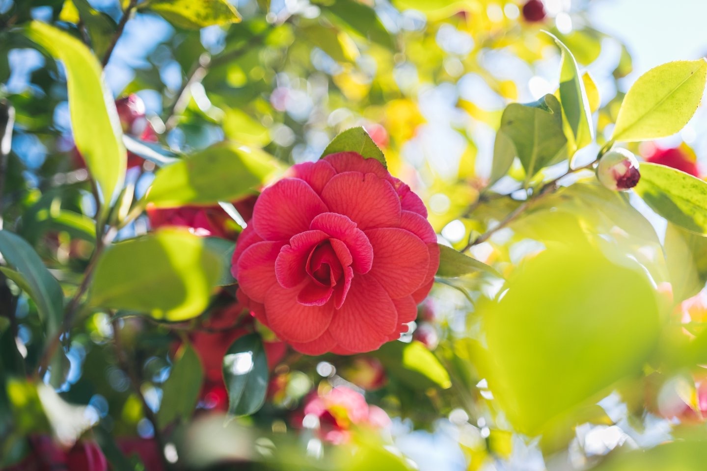 Red camellia flower in full bloom surrounded by bright green leaves with sunlight filtering through the foliage.
