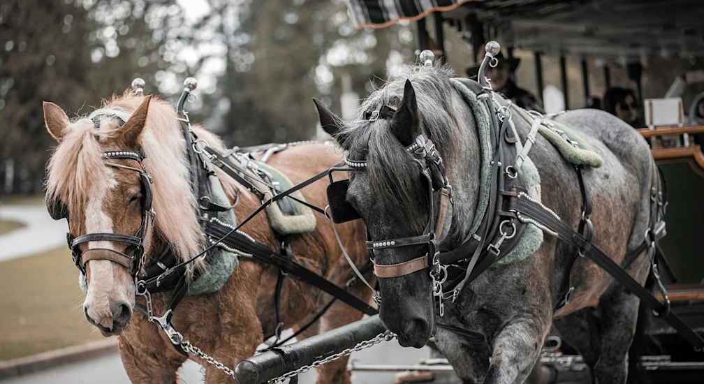 CH Kutschenfahrt web 1920x1080-min