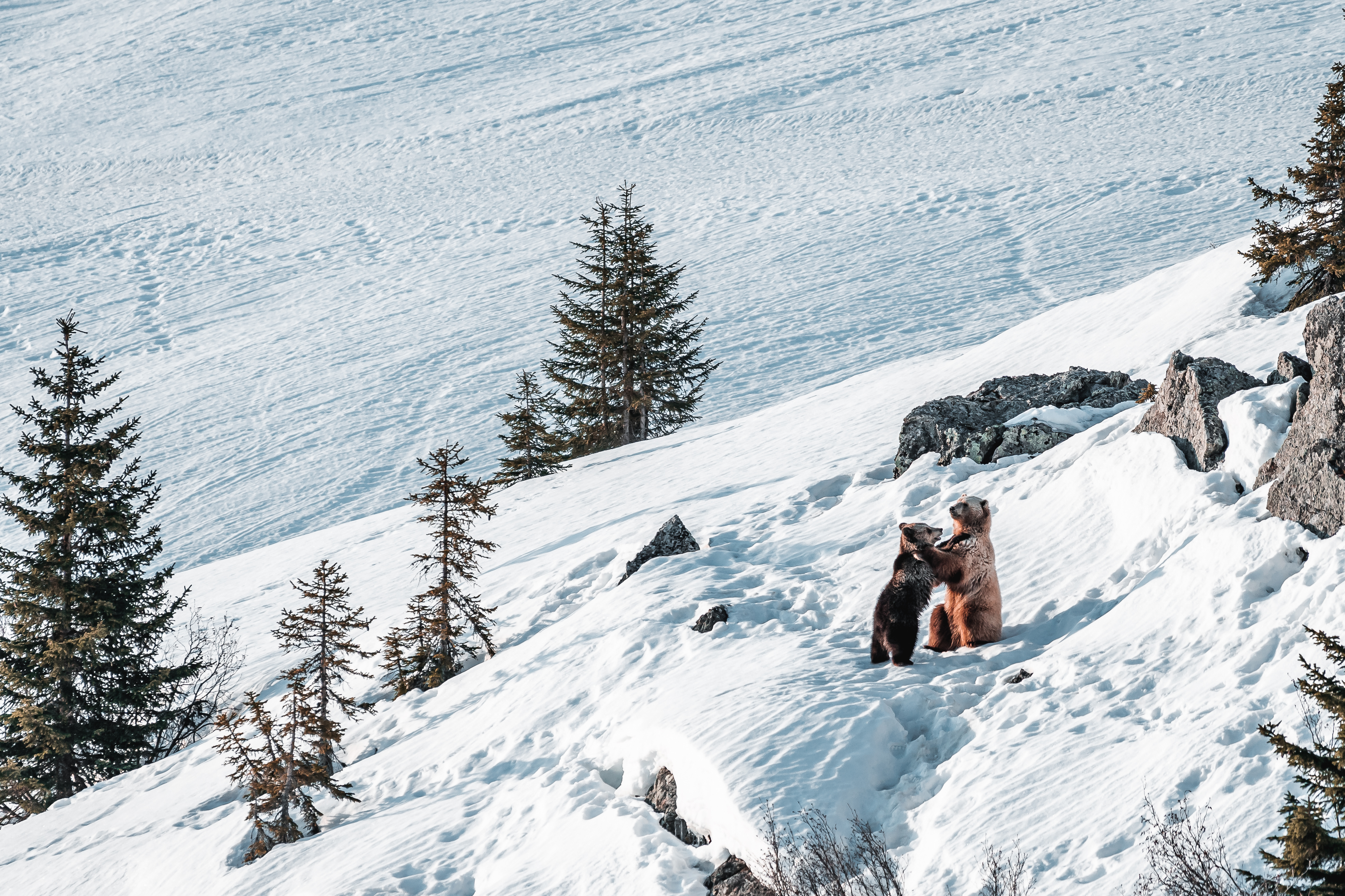 Zwei Bären, die zusammen an einem verschneiten Berghang stehen, mit immergrünen Bäumen und Felsvorsprüngen in einer winterlichen Landschaft.