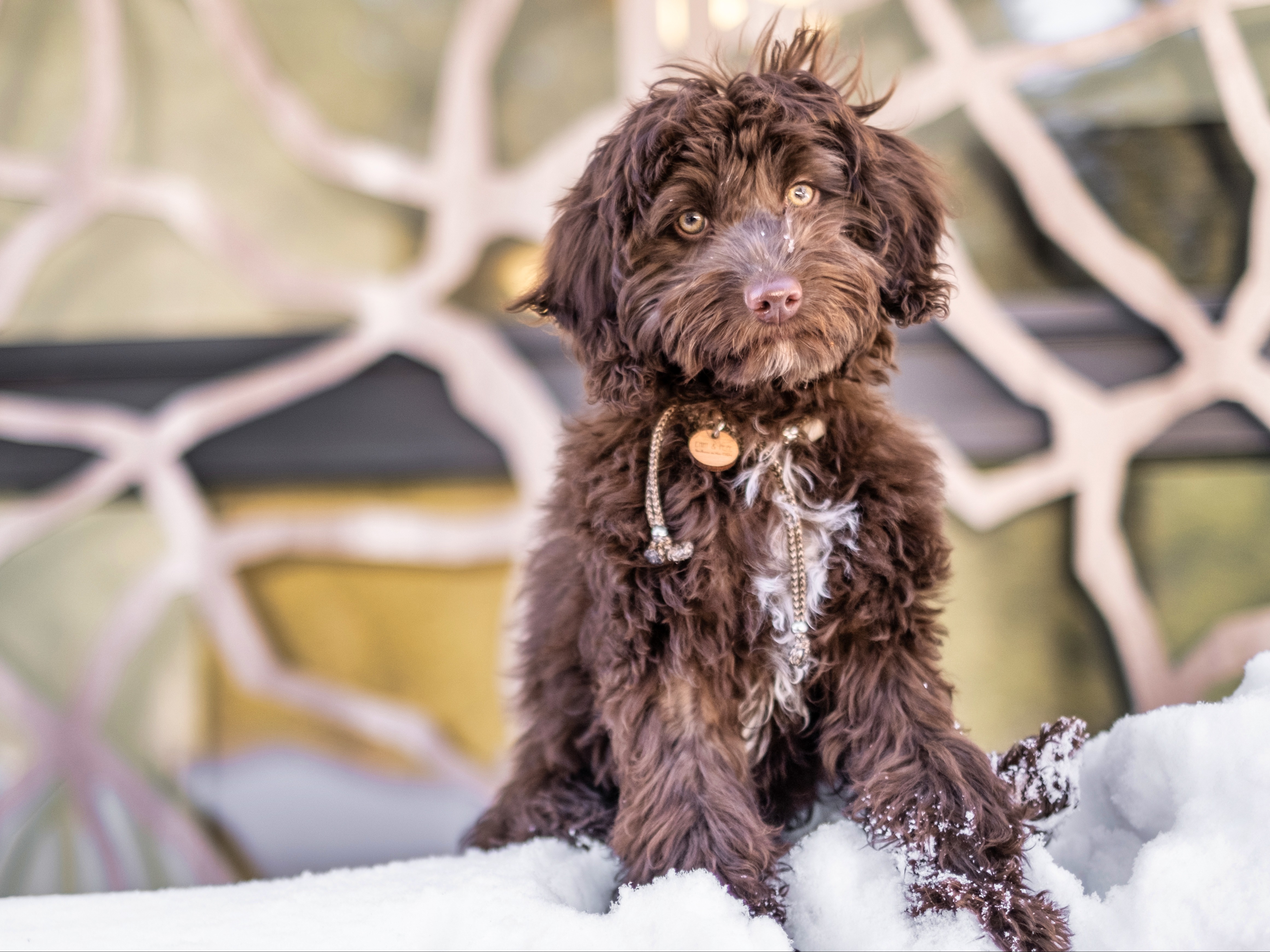 Brauner, lockiger Hund sitzt im Schnee vor der modernen Fassade des Valsana Hotel Arosa.