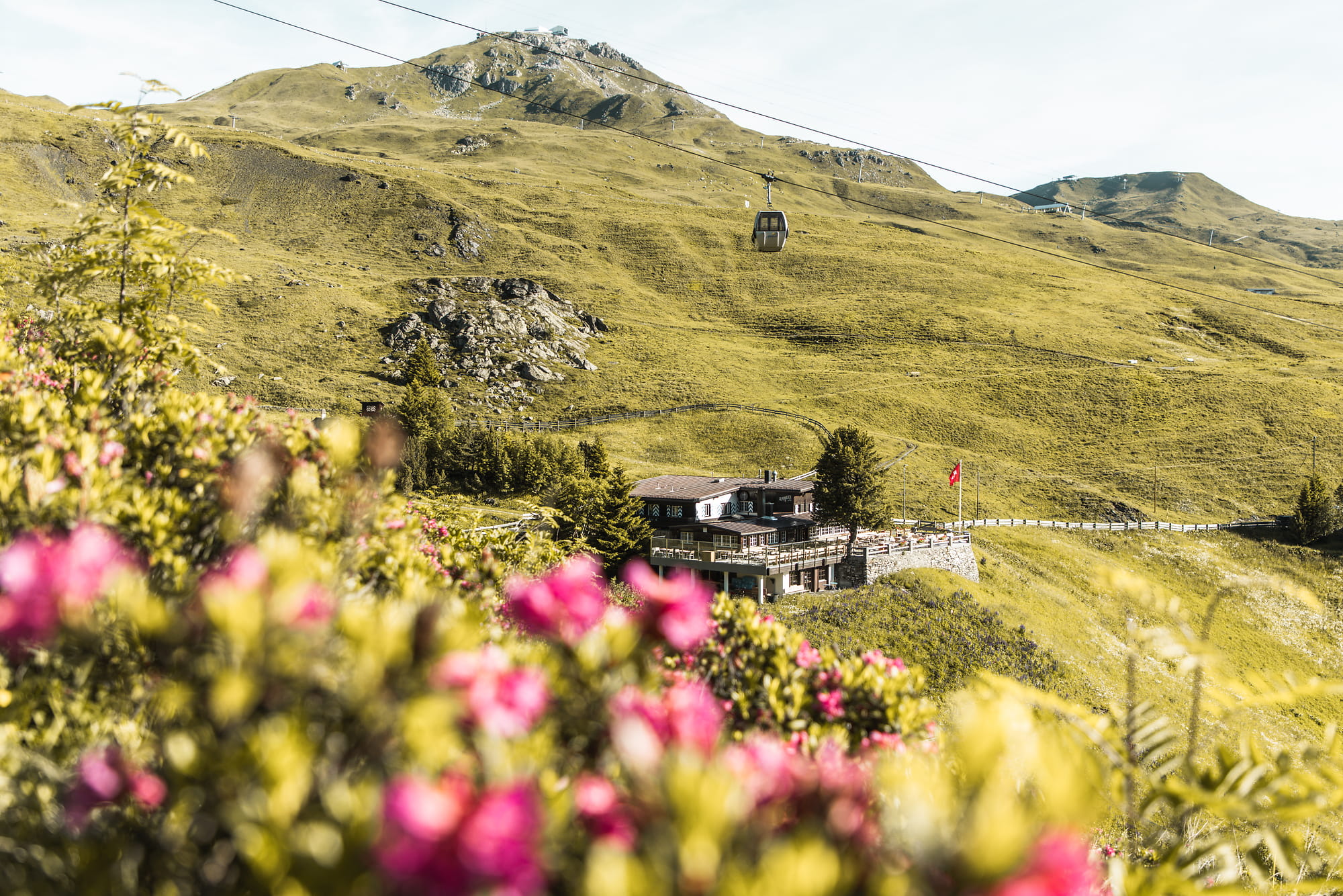 Bergrestaurant mit Schweizer Flagge in grüner Alpenlandschaft, Seilbahn und rosa Alpenrosen im Vordergrund.