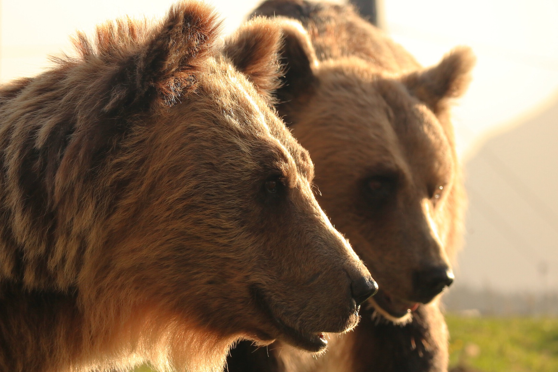 Close-up profile of two brown bears with thick fur, backlit by warm sunlight, standing side by side outdoors.