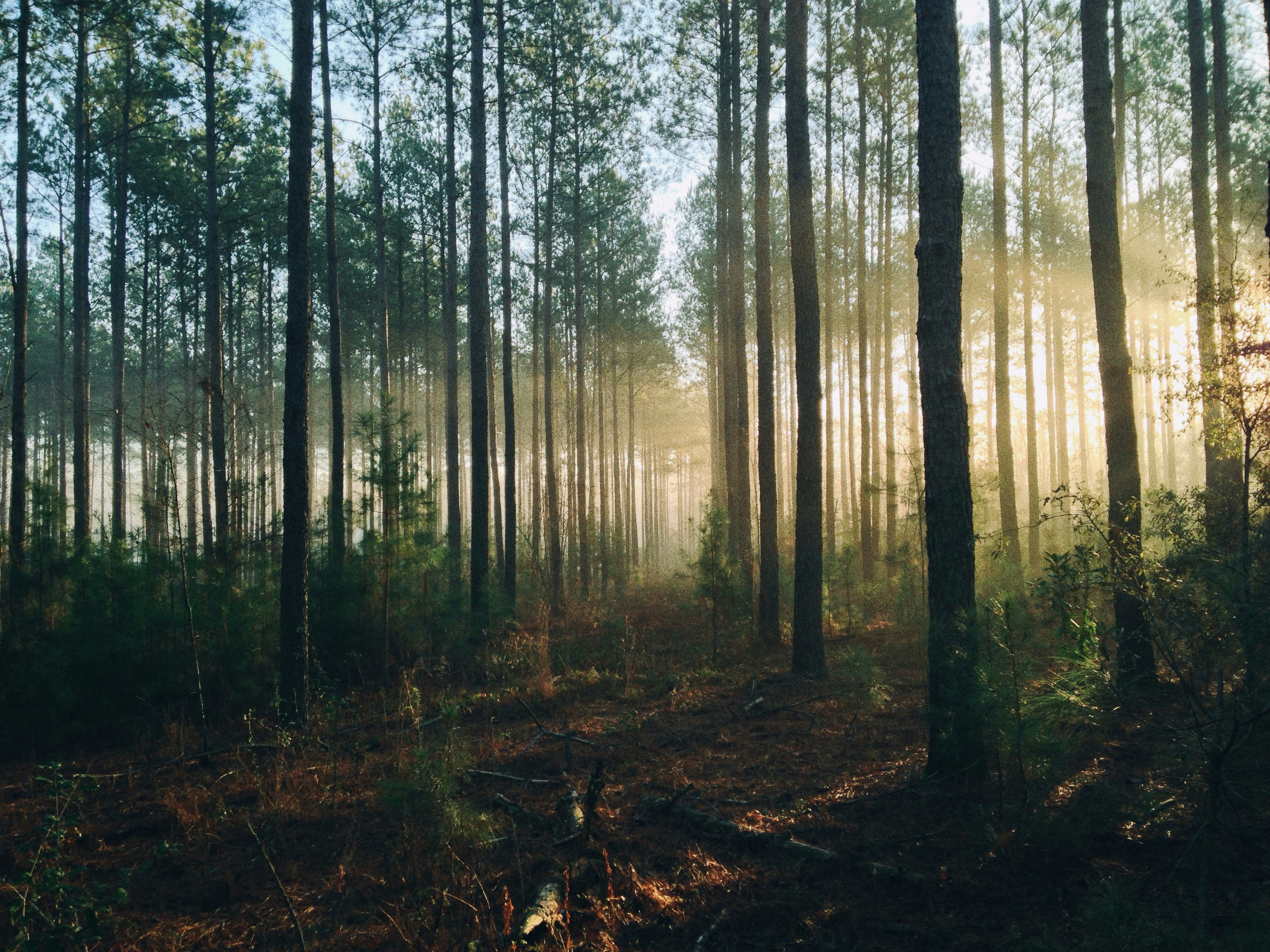 Sonnenlicht, das durch hohe Kiefern in einem nebligen Wald mit grünem Laub und Unterholz auf dem Waldboden scheint.