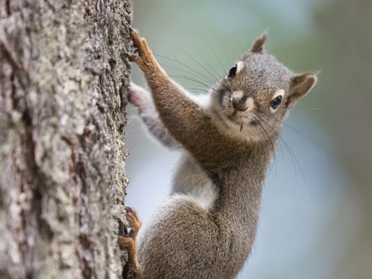 A squirrel climbs up a tree trunk and looks curiously towards the camera.