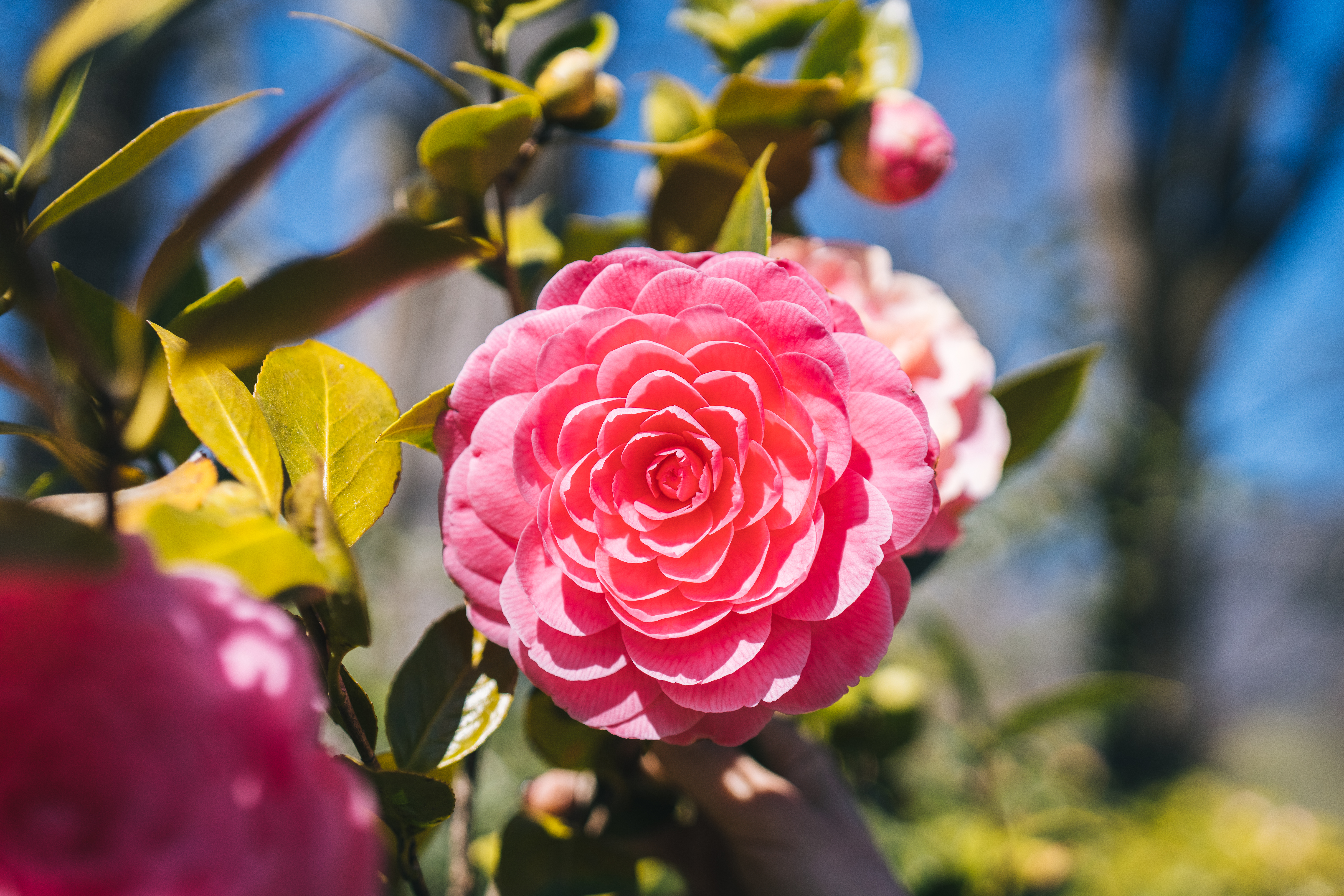 Camelie Locarno solo fiori MiloZanecchia 9