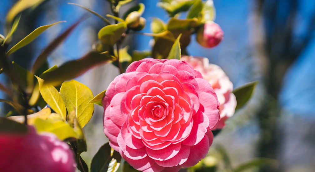 Camelie Locarno solo fiori MiloZanecchia 9