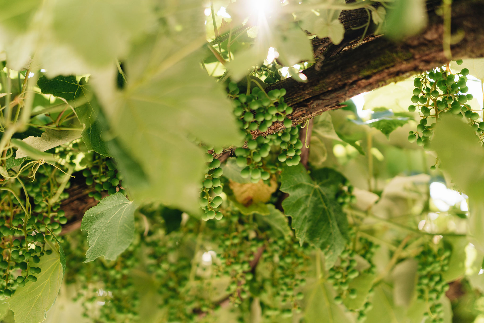Green grapes on a stock