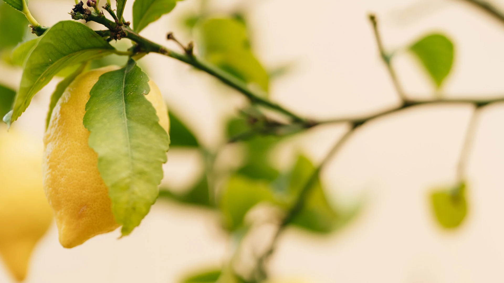 HotelEdenRoc_Garden_02_gallery