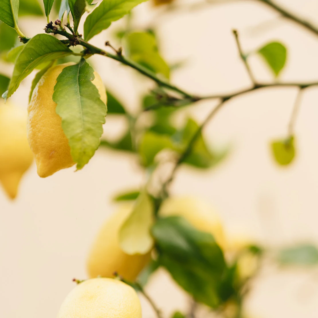 HotelEdenRoc_Garden_02_gallery