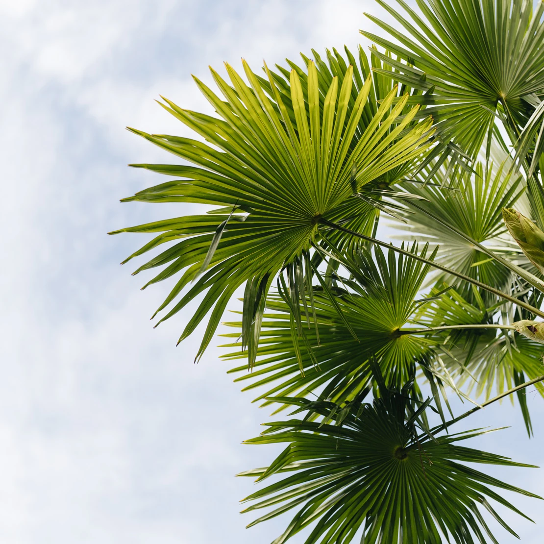 HotelEdenRoc_Garden_10_gallery